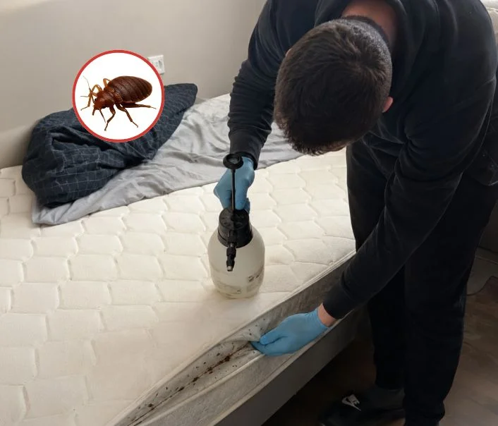 Technicien traitant un matelas contre les punaises de lit à Les Ulis